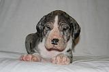 DOGUE ALLEMAND 726
